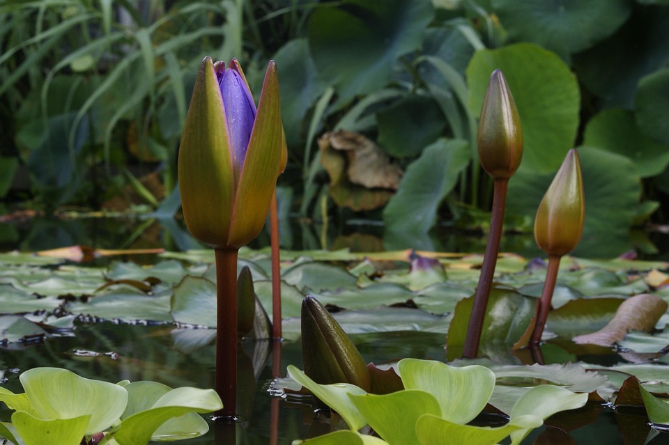 Water Lily Pond Botany - Free photo on Pixabay - Pixabay