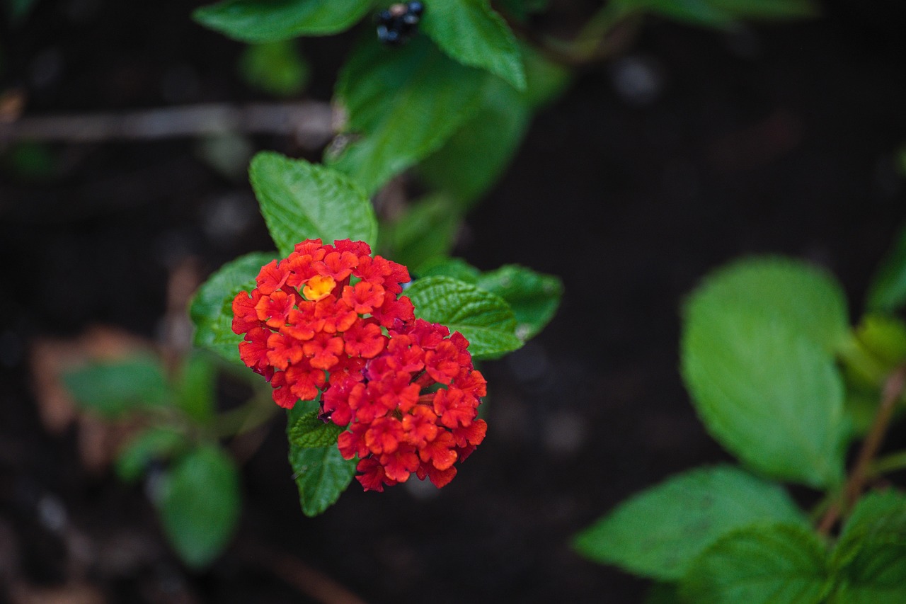 Flowers Bloom Botany Free photo on Pixabay Pixabay