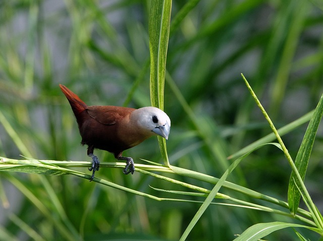 Download free HD stock image of White-Headed Munia Bird Free White-Headed Munia Bird photo and picture