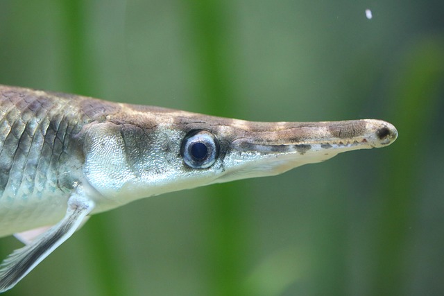 Free Fish Longnose Gar photo and picture