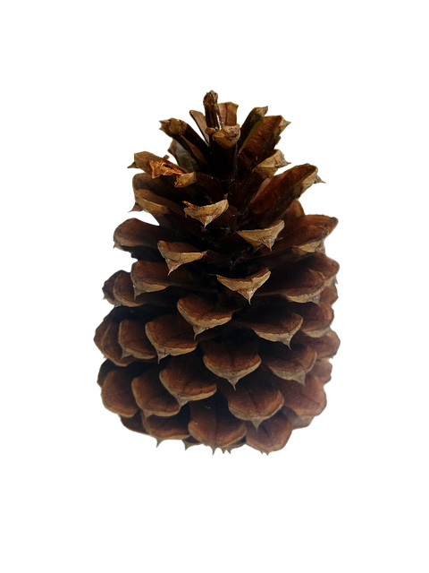 Free pine cone conifer nature illustration