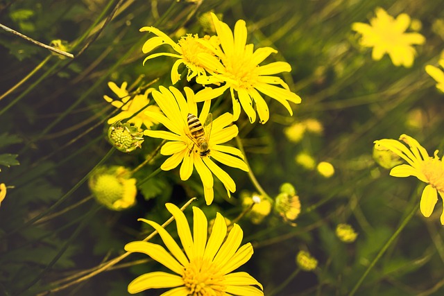 Free Flower Aster photo and picture