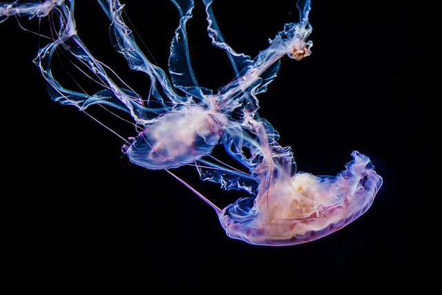 Free Jellyfish Underwater photo and picture
