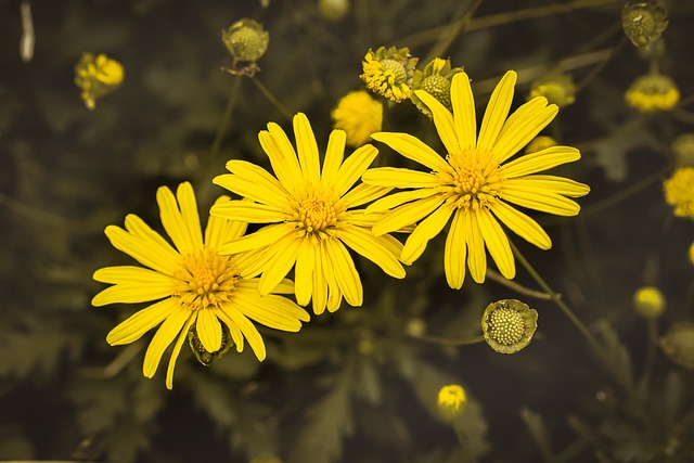 Free Flower Flower Wallpaper photo and picture