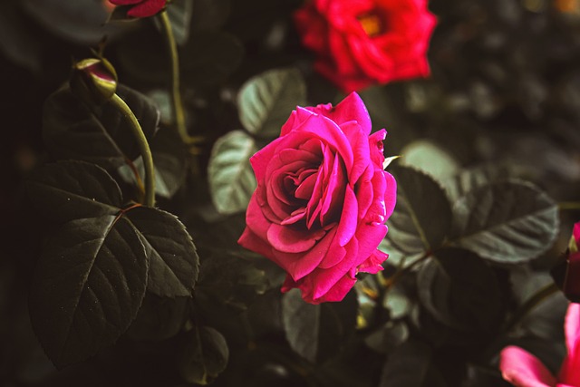 Free Flower Rose photo and picture