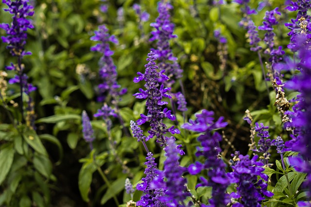 Free Lavender Purple photo and picture