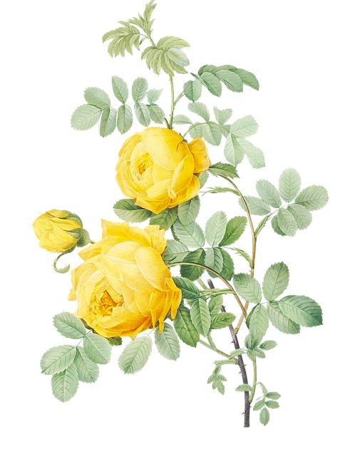 Free yellow flower rose yellow rose illustration