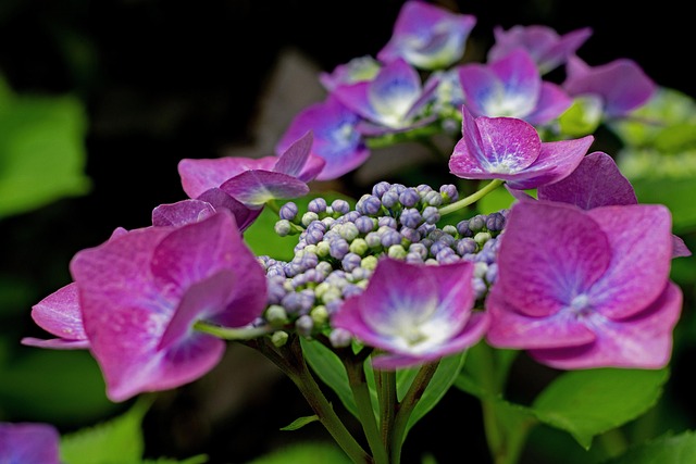 Hydrangea Macrophylla, Hydrangea, Natur