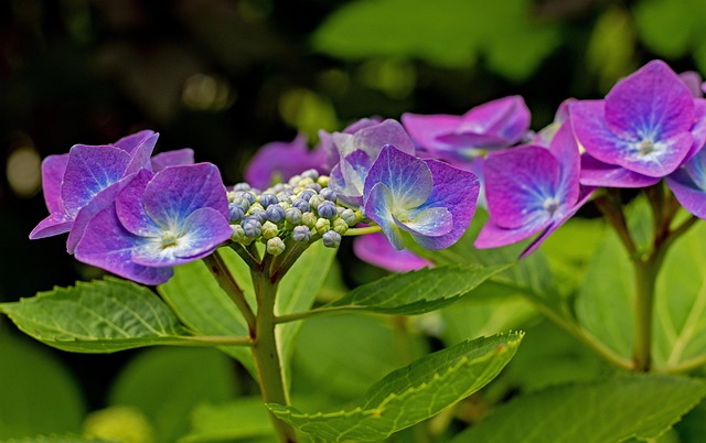 Hydrangea Macrophylla, Natur, Hydrangea