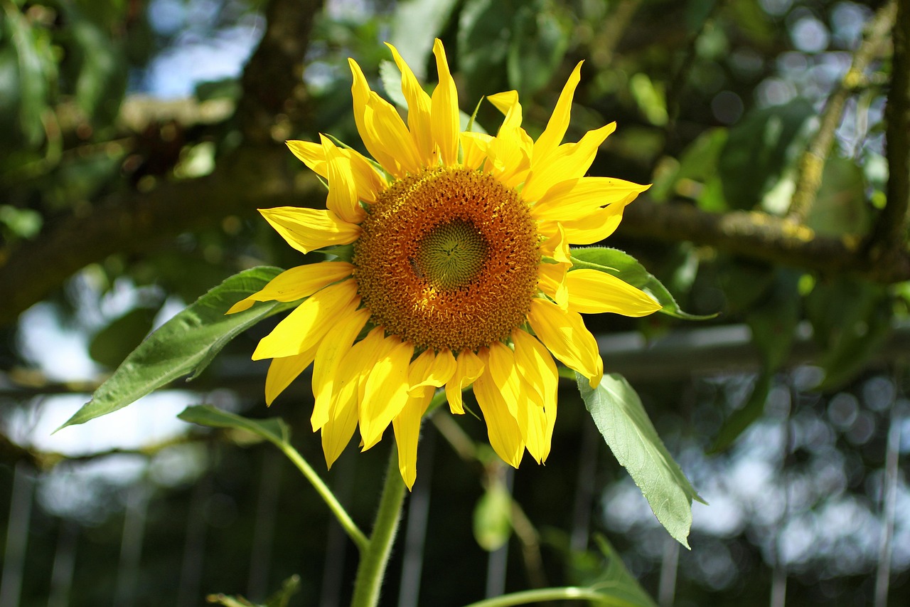 Sunflower Flower Yellow - Free photo on Pixabay - Pixabay