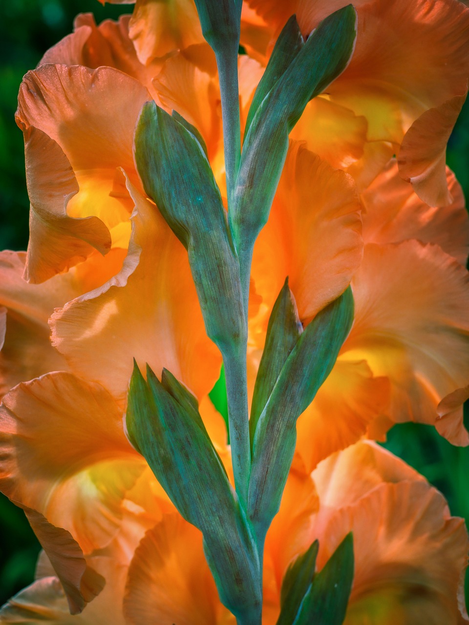 Gladiolus Flower Garden Free photo on Pixabay Pixabay