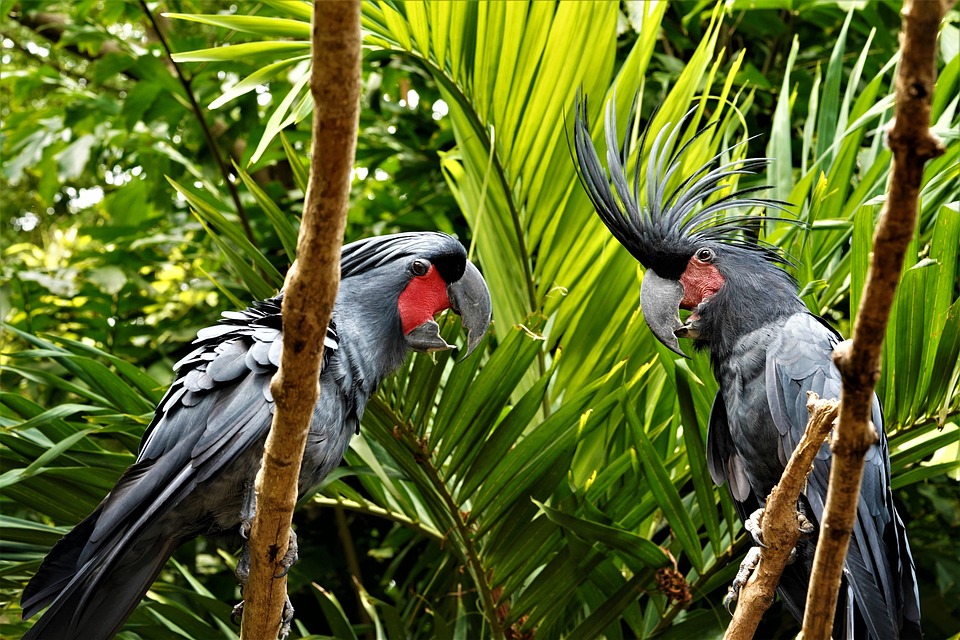 Inilah 5 Fakta Menarik Burung Kakaktua Raja