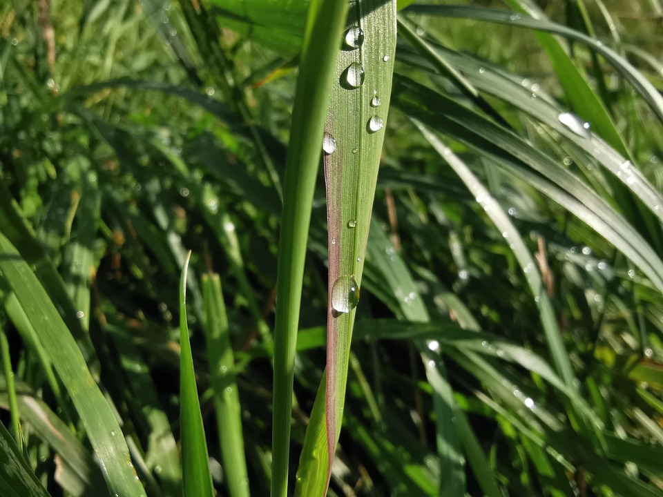 La Nature Brin D'Herbe Goutte De - Photo gratuite sur Pixabay - Pixabay