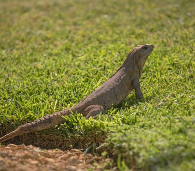 Iguana, Réptil, Lagarto, Animal