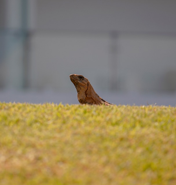Iguana, Réptil, Espécies, Animal
