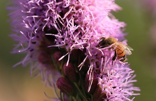 Free Bee Insect photo and picture