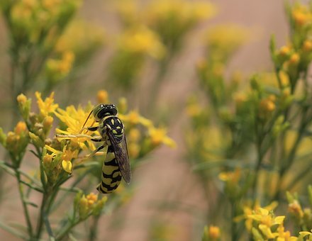 Free Bee Insect photo and picture