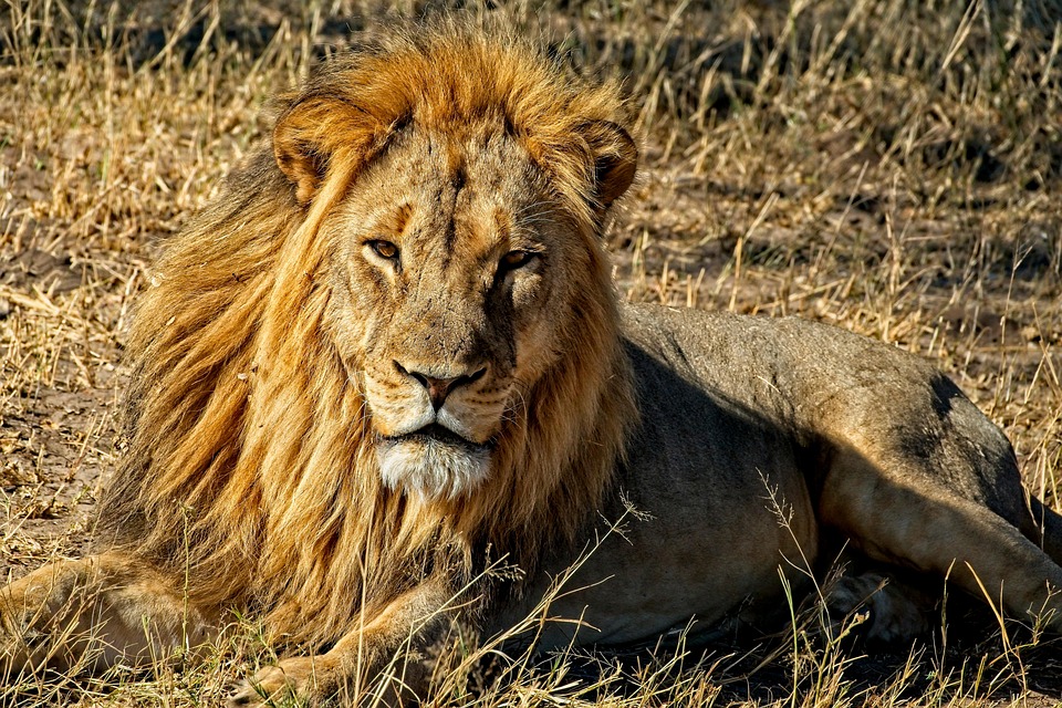 Lion Animal Crini re Photo Gratuite Sur Pixabay Pixabay Lion Animal Crini re Photo Gratuite Sur Pixabay Pixabay