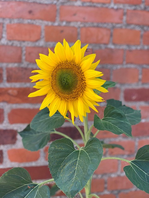 Free Summer Sunflower photo and picture