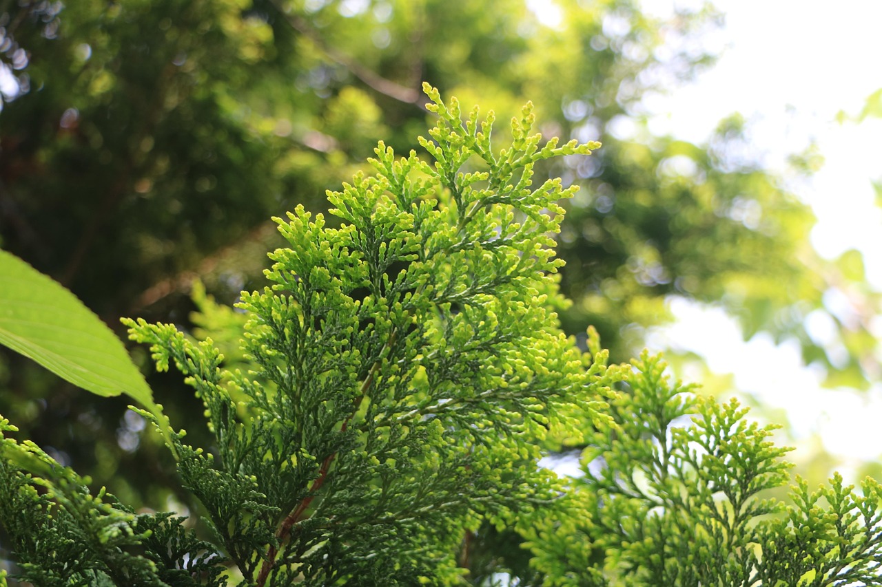 树叶 松树 植物学 - Pixabay上的免费照片 - Pixabay