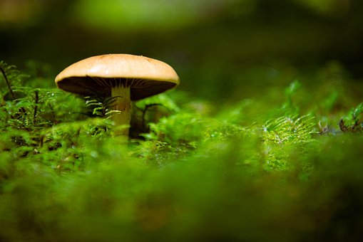 Free Mushroom Moss photo and picture