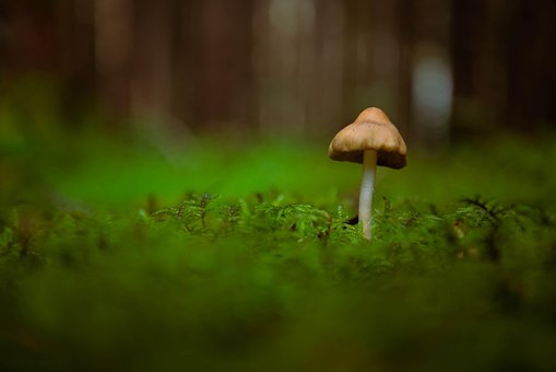Free Mushroom Moss photo and picture