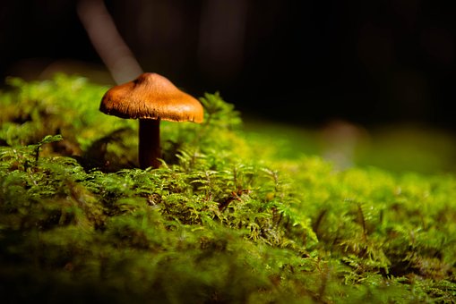 Free Mushroom Moss photo and picture