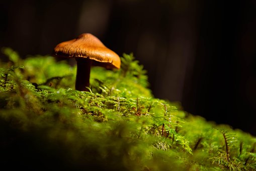Free Mushroom Moss photo and picture