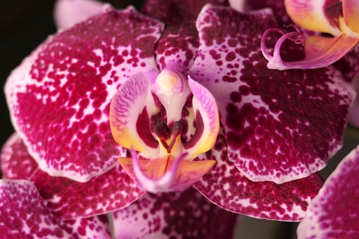 Free Orchid Flower photo and picture