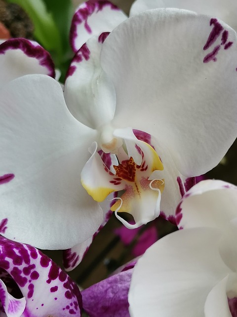 White Phalaenopsis Big - Free photo on Pixabay - Pixabay