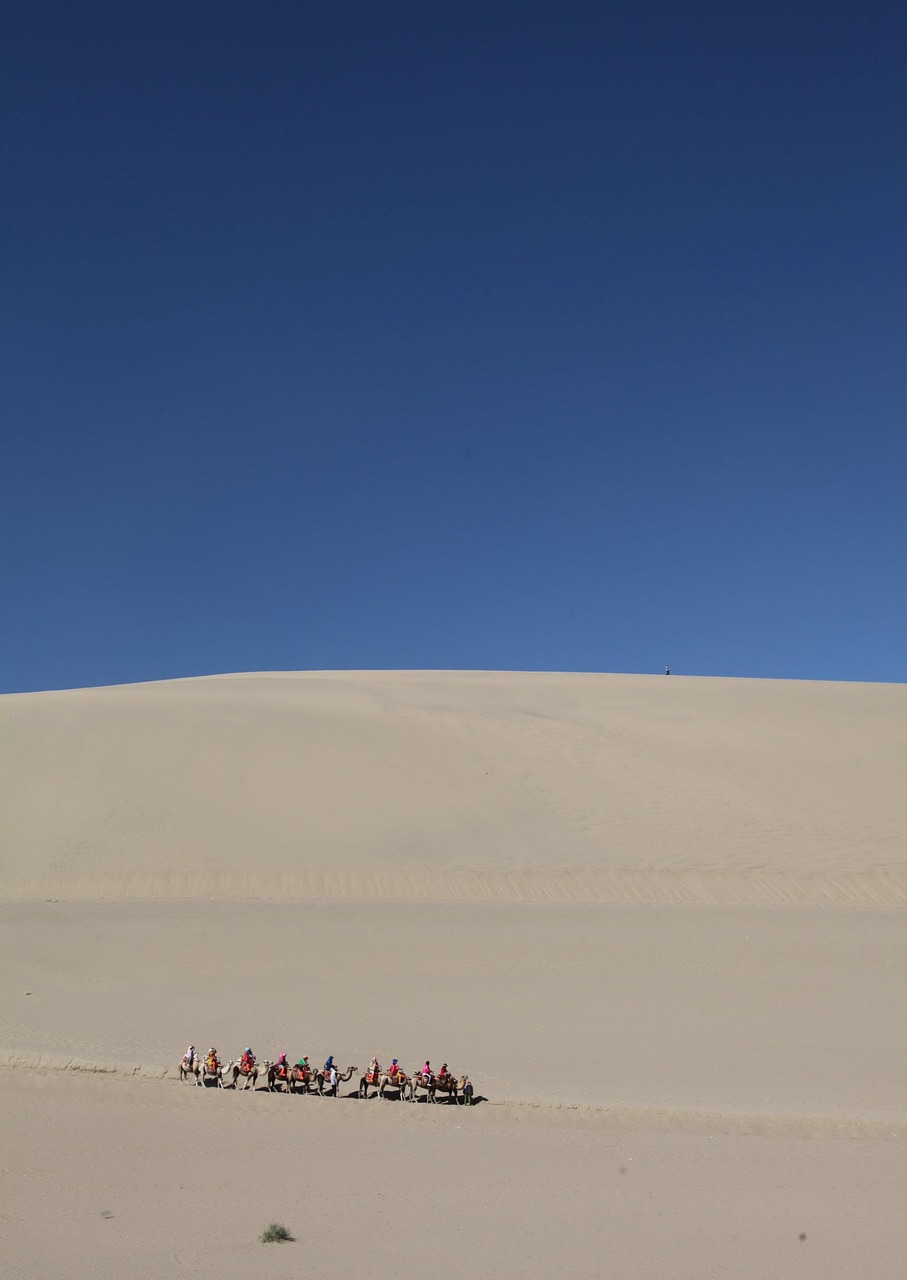 Desert Camel Travel - Free photo on Pixabay - Pixabay