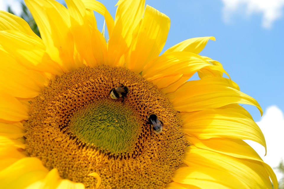 Sunflower Bee Pollination - Free photo on Pixabay - Pixabay