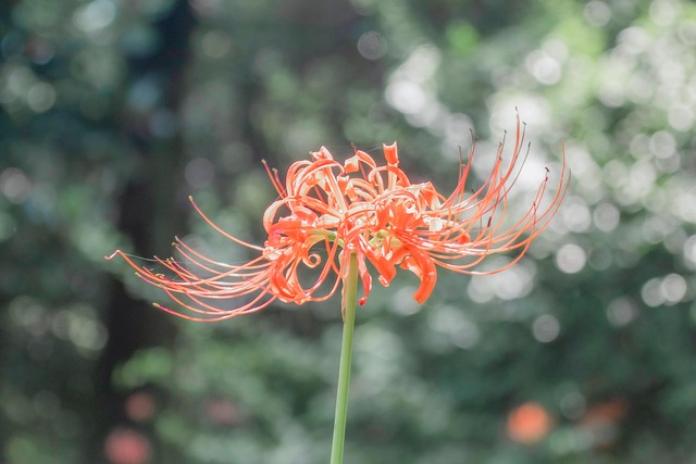 花 盛开 植物学 - Pixabay上的免费照片