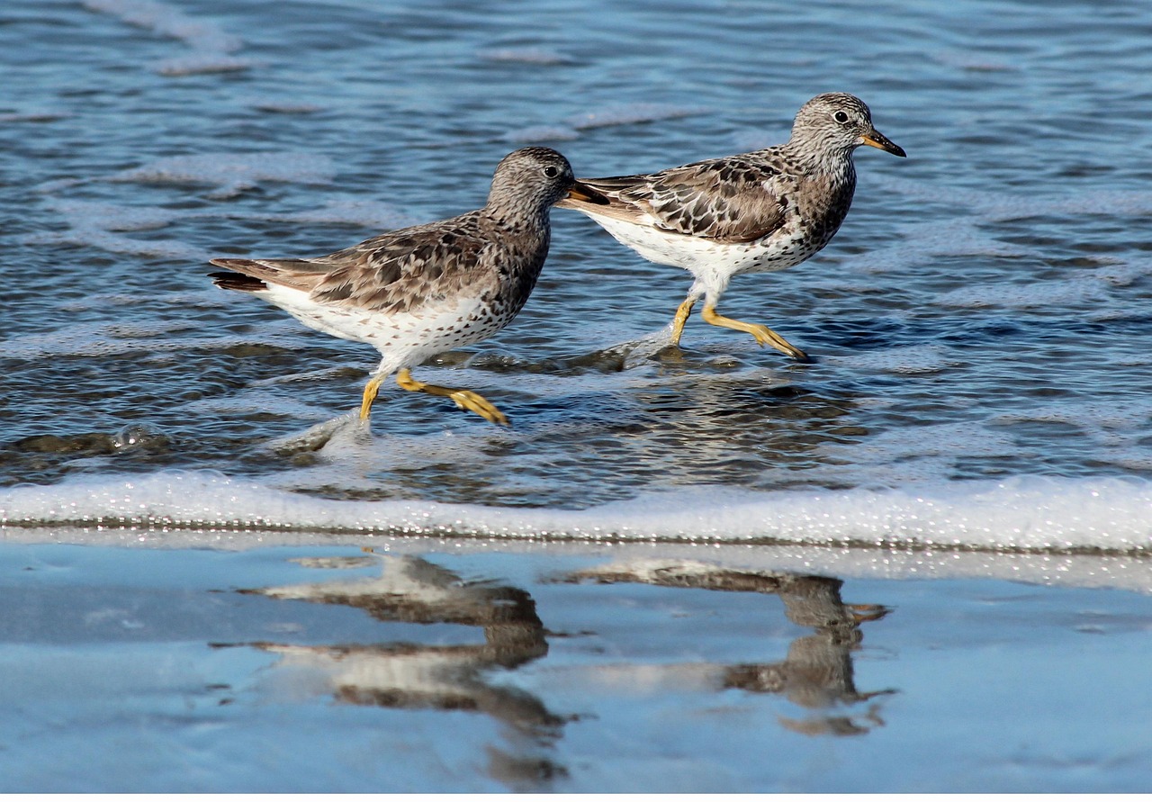 Small sandpiper birds gathered on wet sandy ground near water.
