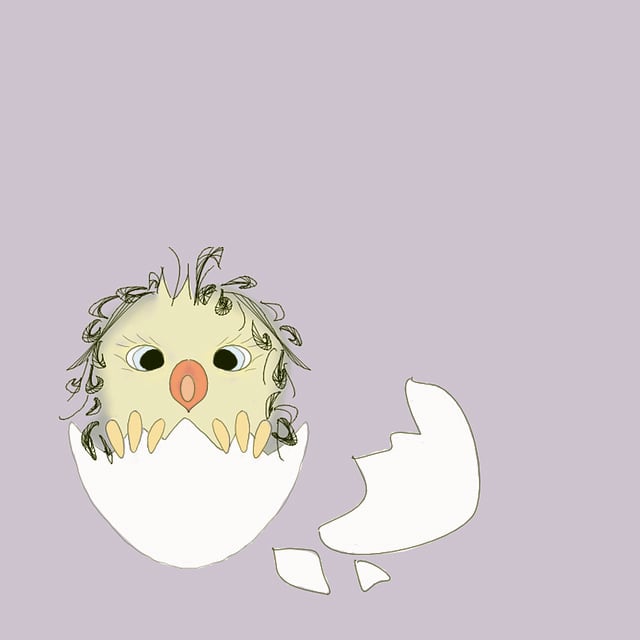 Free chick egg drawing illustration