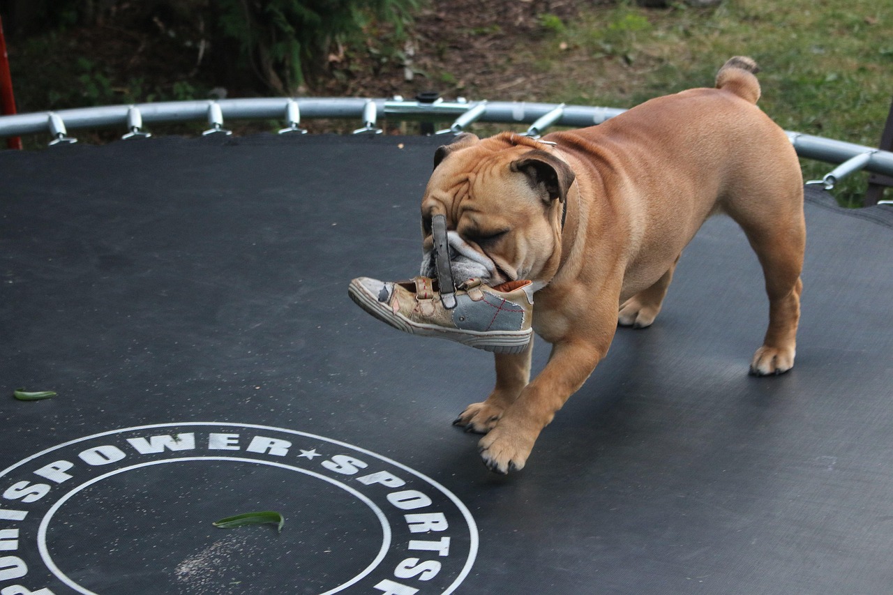 Dog Jump Bed Sport Free photo on Pixabay Pixabay
