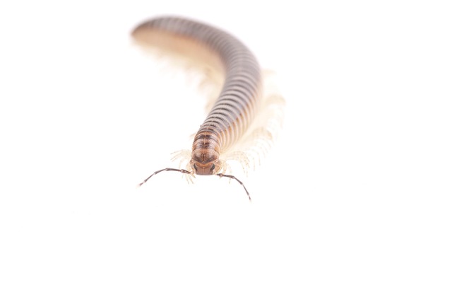 Free Insect Centipede photo and picture