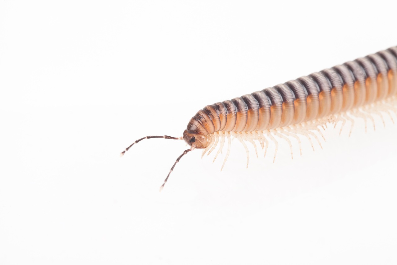 Centpe Insect Insect Centipede Animal - Free photo on Pixabay - Pixabay