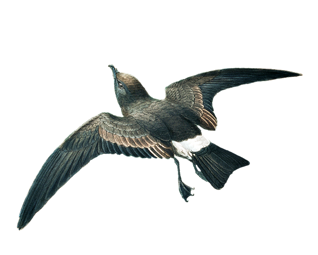 Free ridgway's petrel bird flying illustration