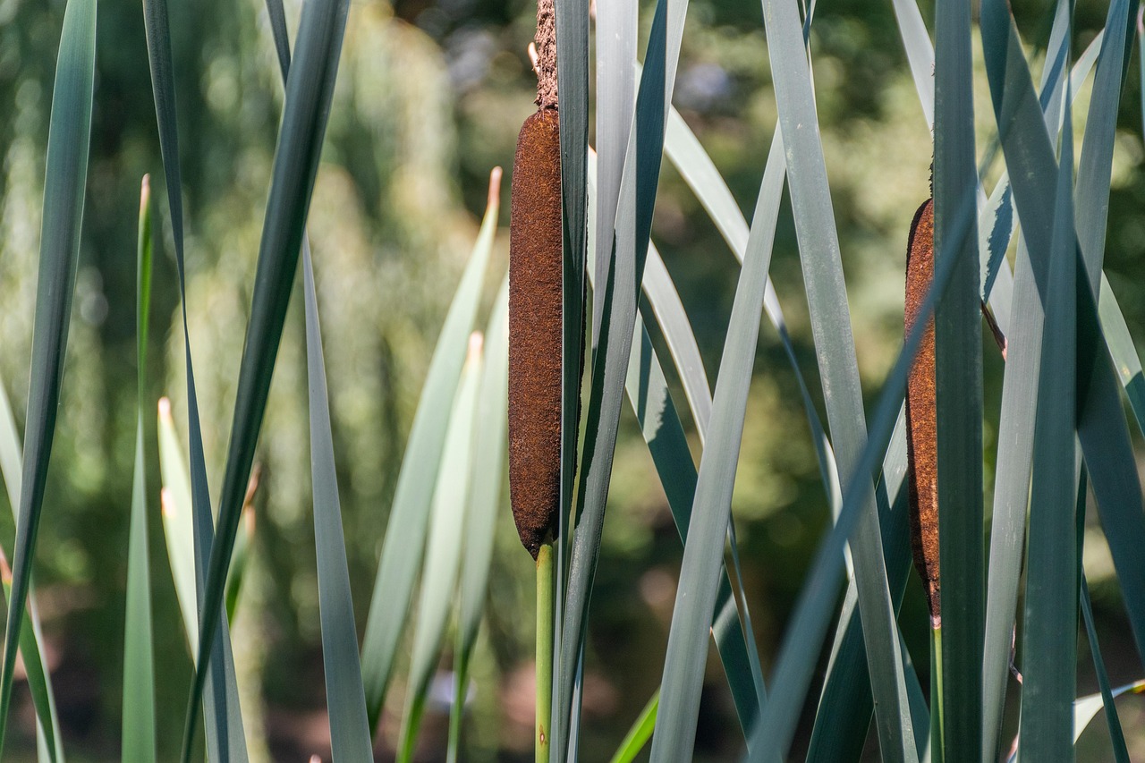 Reed Botany Nature Free photo on Pixabay Pixabay