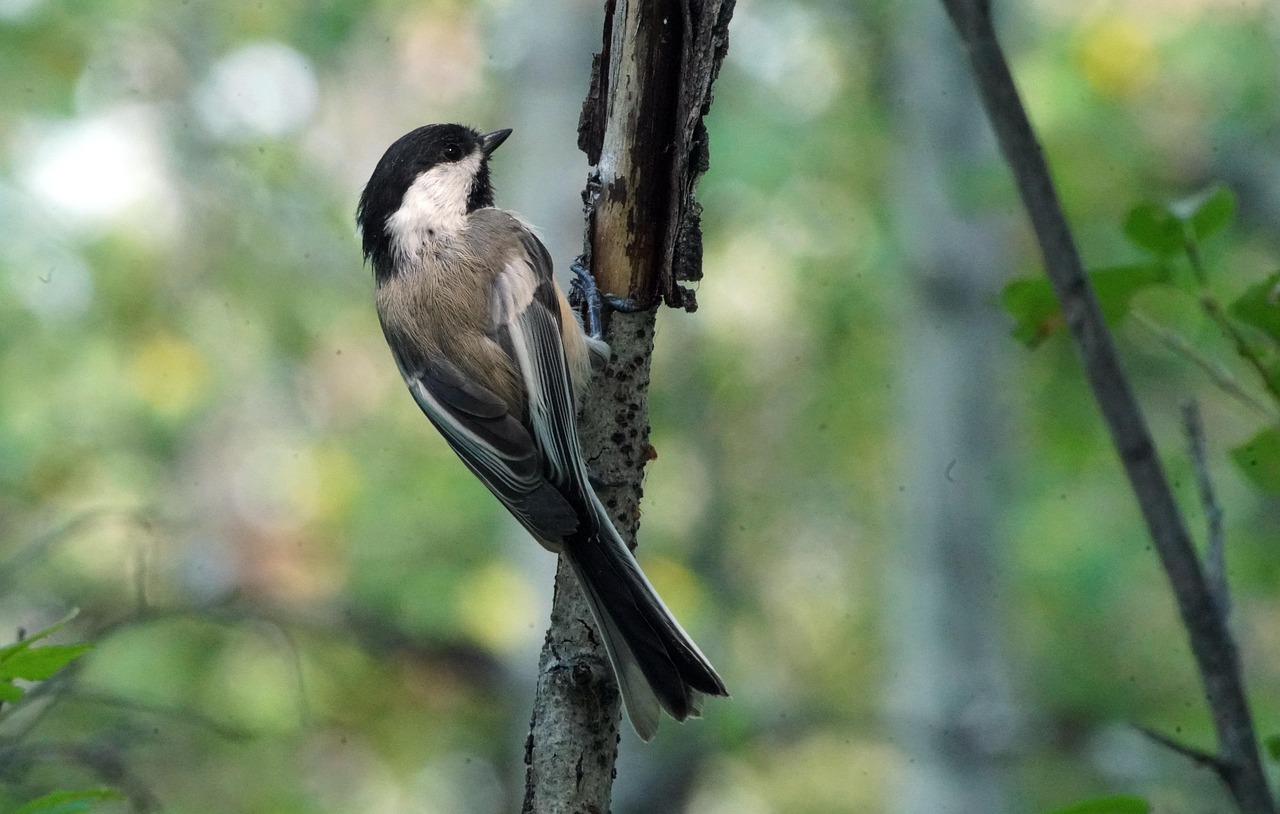 200+ Free Chickadee & Nature Images - Pixabay