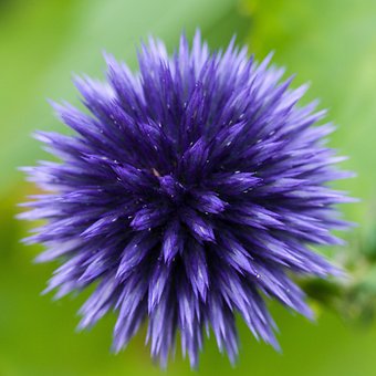 Echinops, Globul De Ciulin, Floare