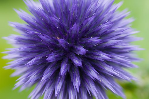 Echinops, Flori Fundal, Globul De Ciulin