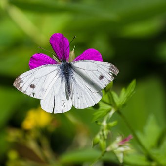 Fluture, Floare, Poleniza, Polenizare