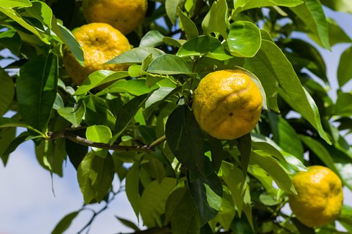 Lămâie, Fructe, Alimente, Proaspăt