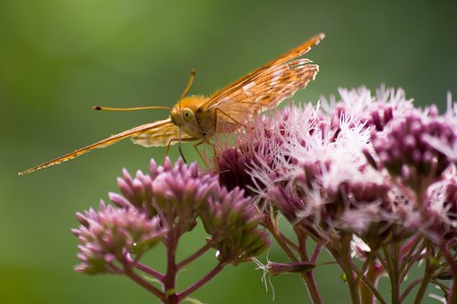Fluture, Floare, Poleniza, Polenizare