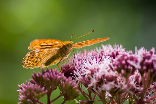 Fluture, Floare, Poleniza