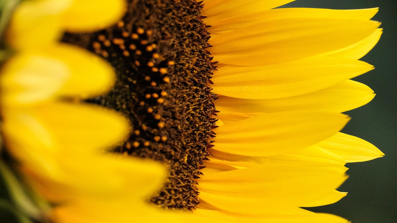 Sunflower Flower Yellow - Free photo on Pixabay - Pixabay