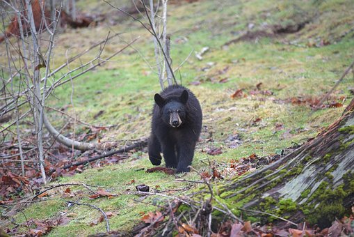 Free Black Bear Bear photo and picture