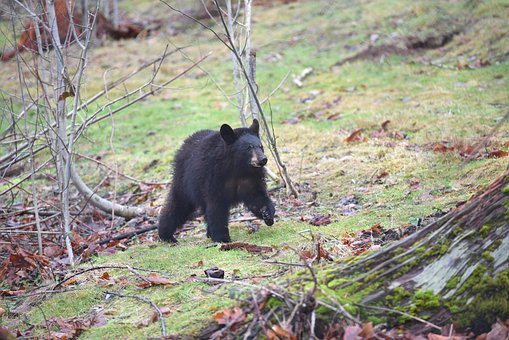 Free Black Bear Bear photo and picture
